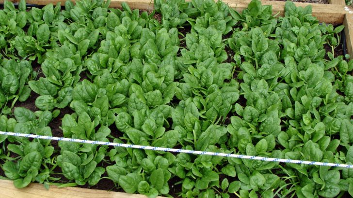 How to grow spinach, when to harvest, and how to store it