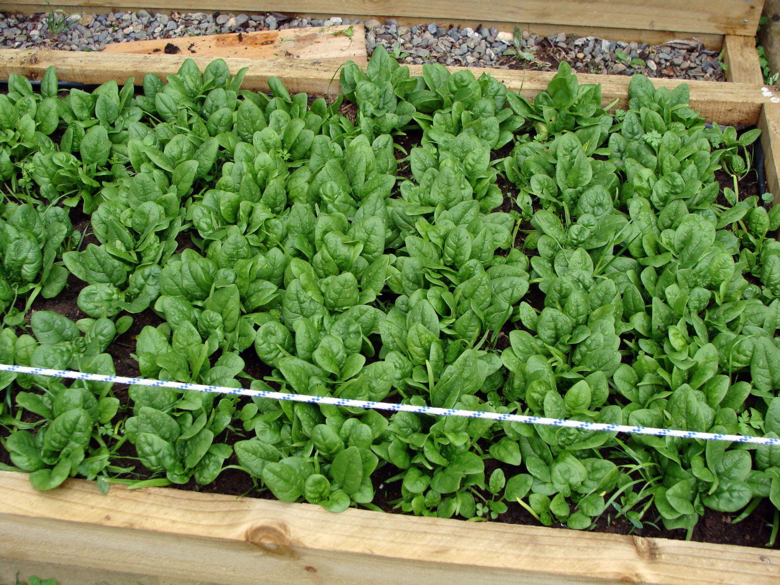 How to grow spinach, when to harvest, and how to store it