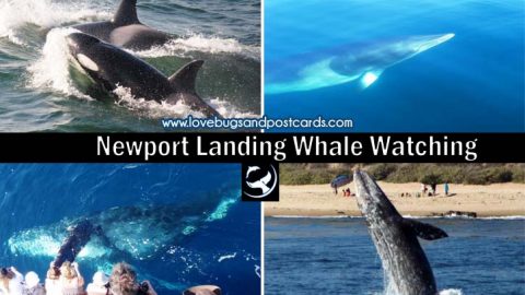 Newport Landing Whale Watching {a Must-do while in California ...