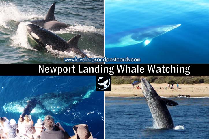 Newport Landing Whale Watching {a Must-do while in California}