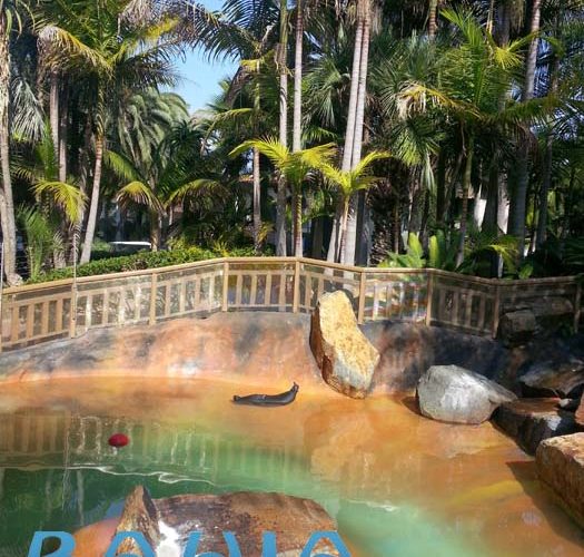 Bahia Resort Hotel - Gracie the Seal
