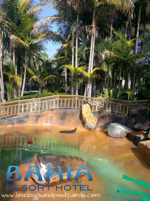 Bahia Resort Hotel - Gracie the Seal