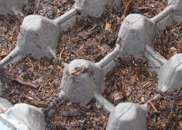 Egg Carton Seed Starters