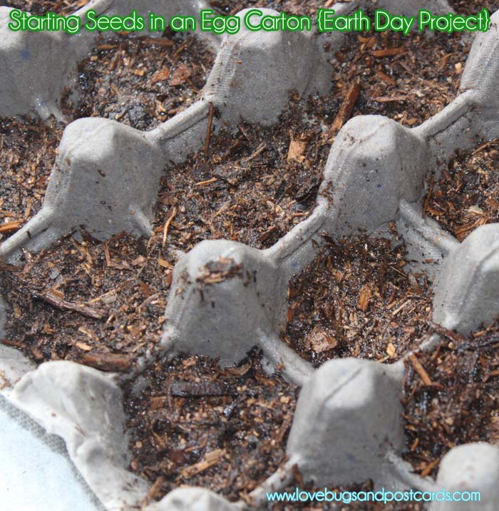 Egg Carton Seed Starters