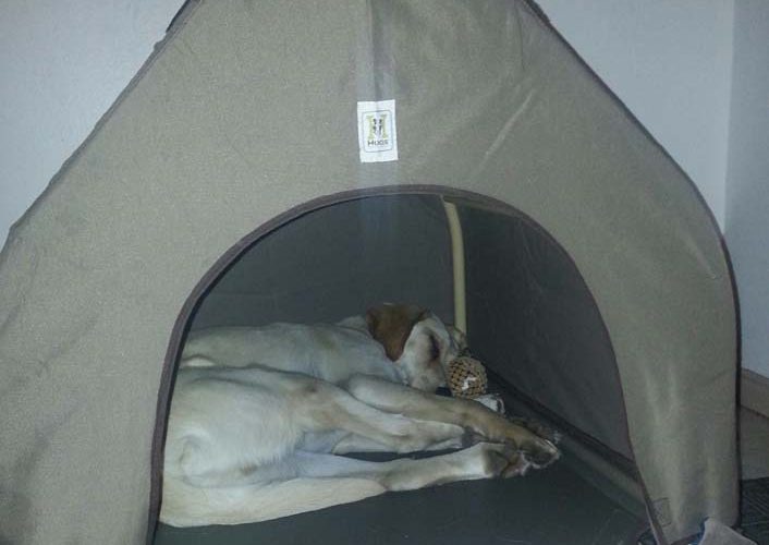 Hugs Pet Products - Gifts for Pets