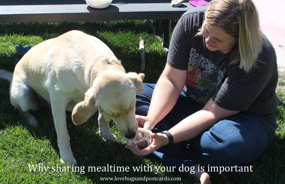 Why sharing mealtime with your dog is important
