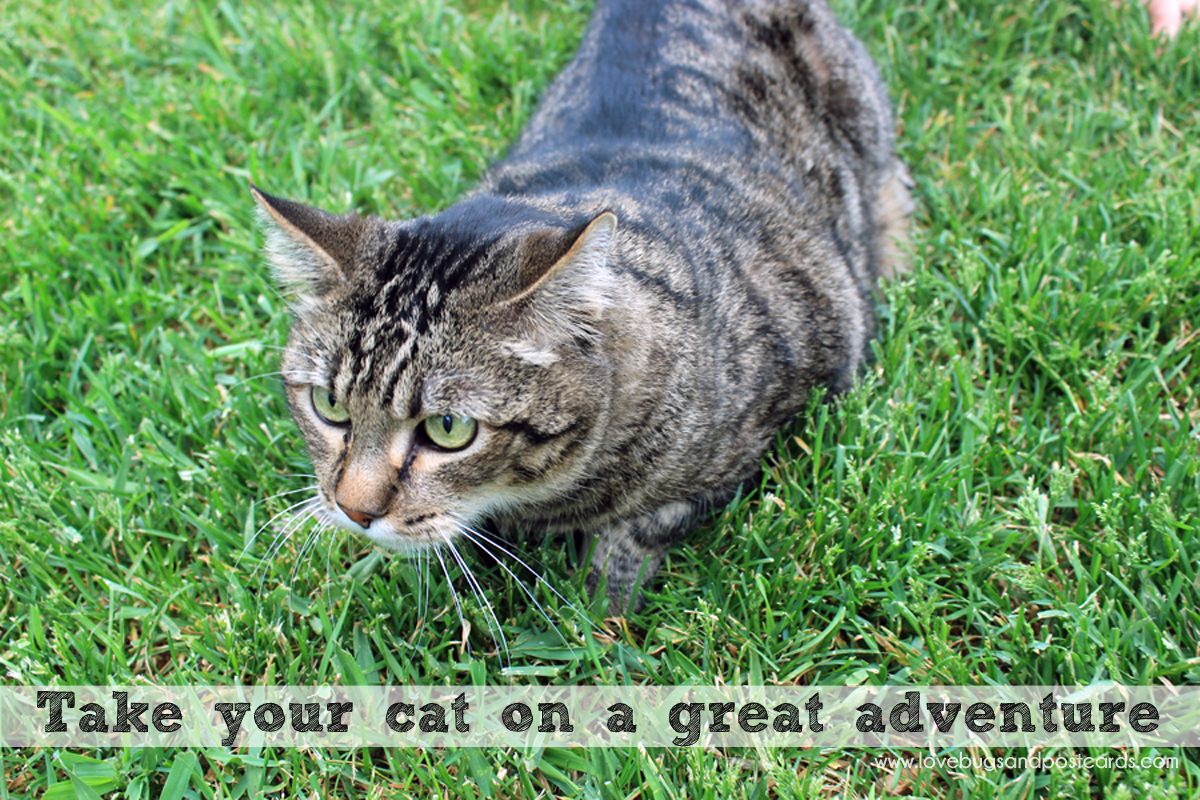 Take your cat on a great adventure