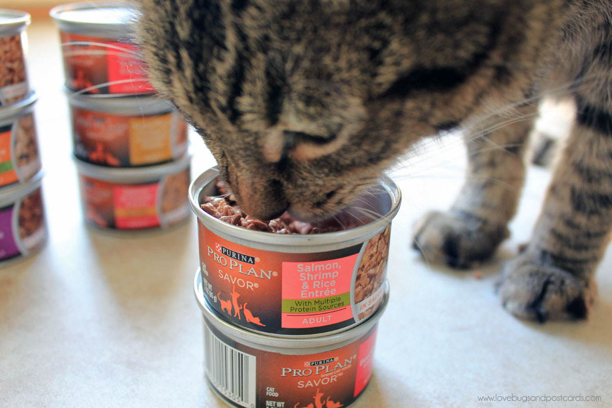 3 ways to show your cat he is loved + Coupon for Purina Pro Plan