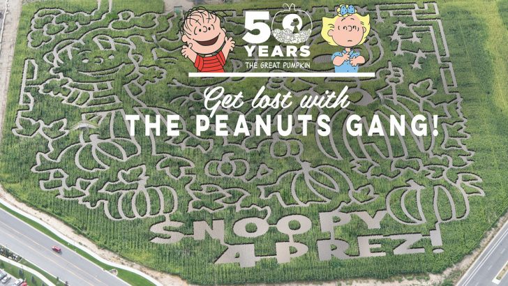 Visit a local corn maze to celebrate the 50th anniversary of It’s the Great Pumpkin Charlie Brown