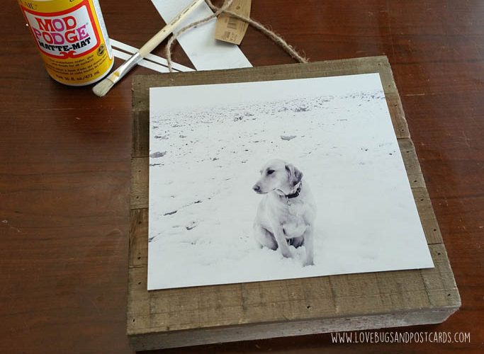 DIY Pet Photo Board