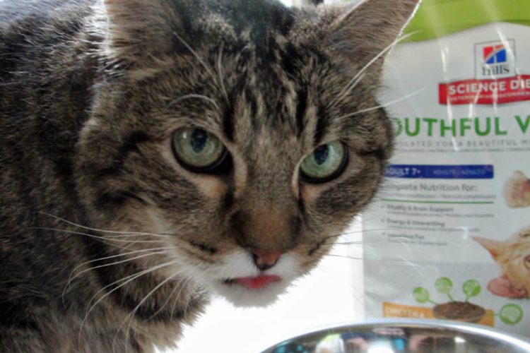 5 ways to care for your aging cat