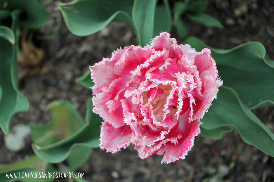 Tulip Festival at Thanksgiving Point 2017