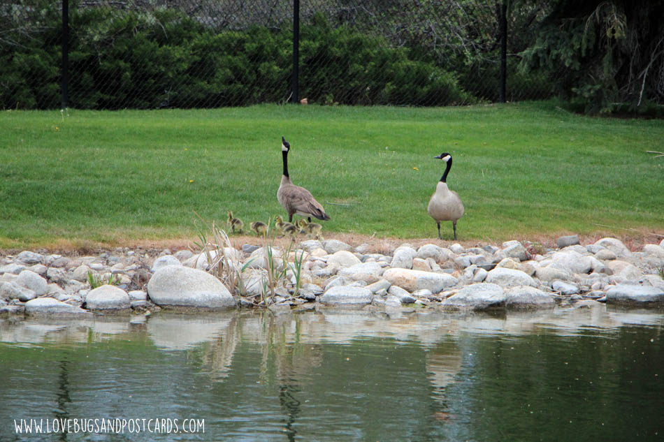 Tulip Festival at Thanksgiving Point 2017