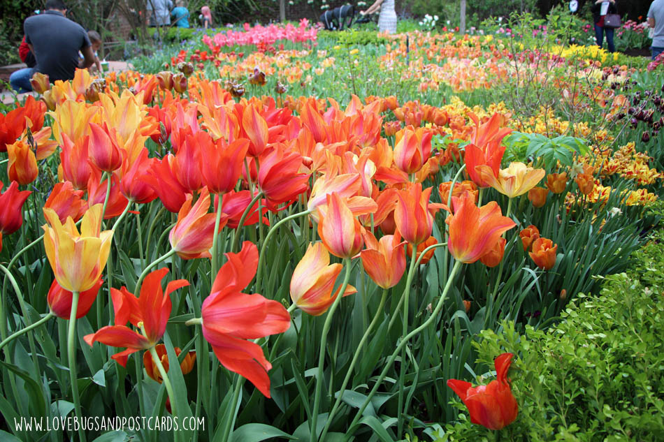 Tulip Festival at Thanksgiving Point 2017