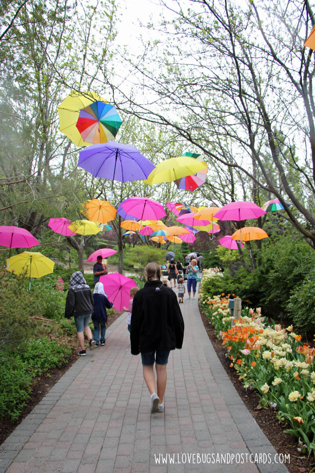 Tulip Festival at Thanksgiving Point 2017