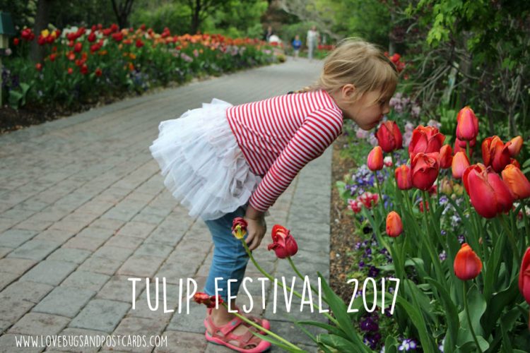Tulip Festival at Thanksgiving Point 2017