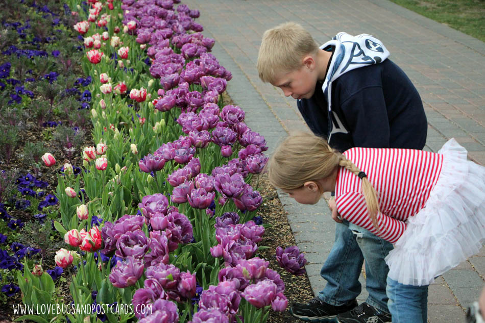 Tulip Festival at Thanksgiving Point 2017