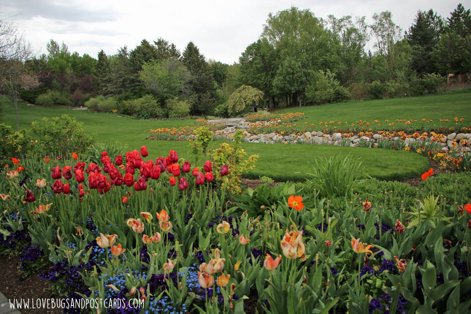 Tulip Festival at Thanksgiving Point 2017
