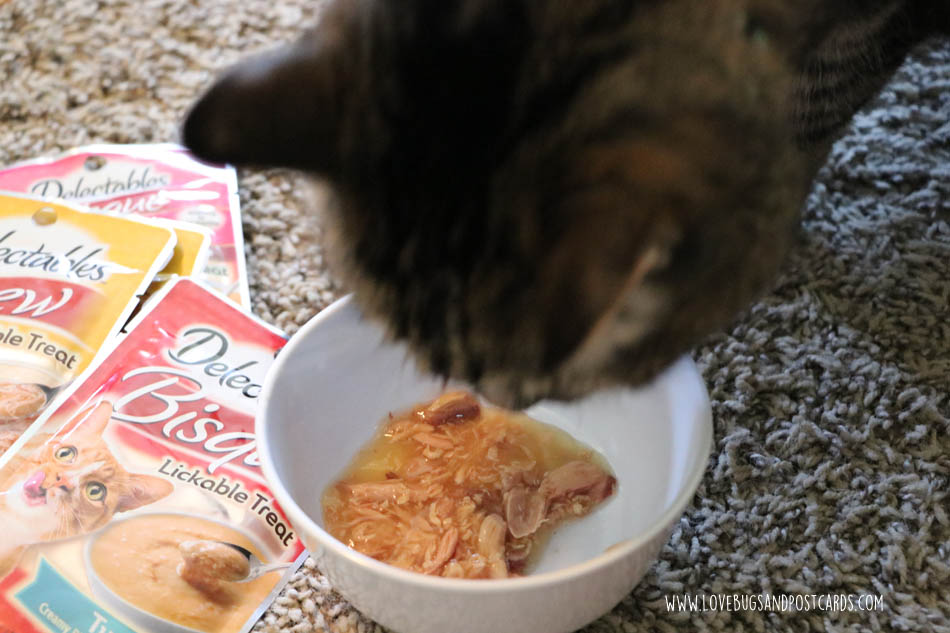 Mosaic Cat Craft +3 ways to show your cat extra love