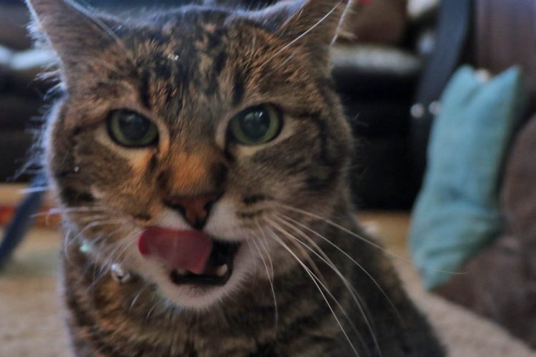 Mosaic Cat Craft +3 ways to show your cat extra love