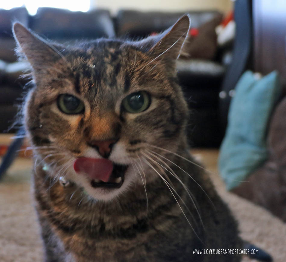 Mosaic Cat Craft +3 ways to show your cat extra love
