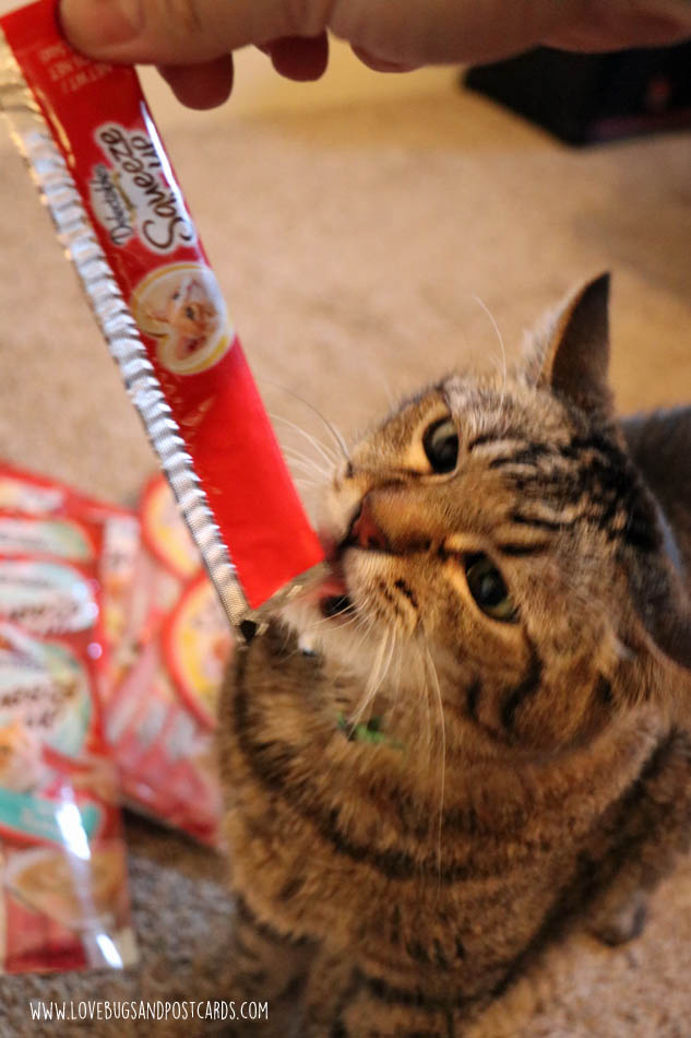 Hartz Delectables SqueezeUp Treats