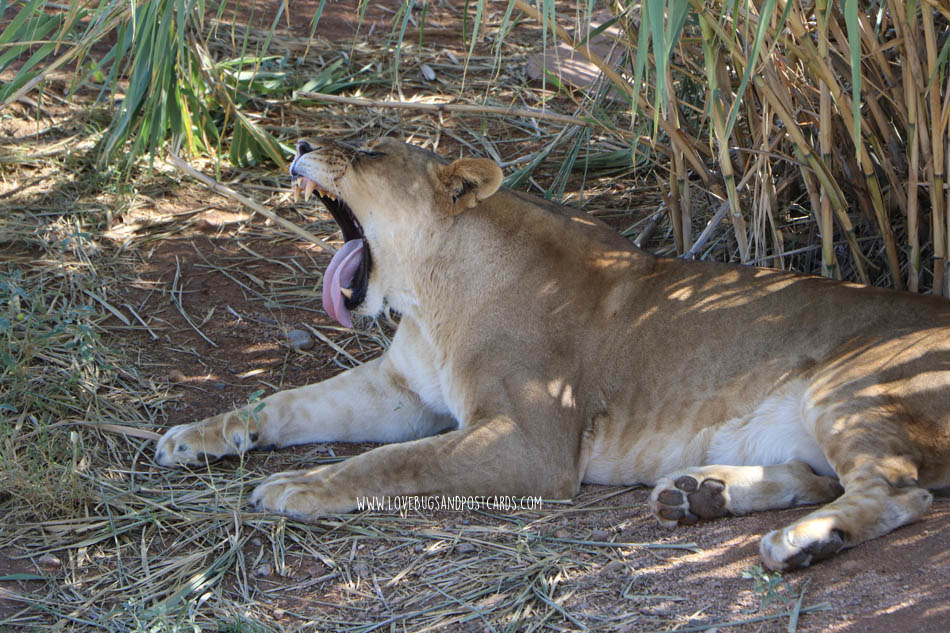 Out Of Africa Wildlife Park