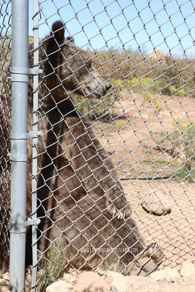 Out Of Africa Wildlife Park