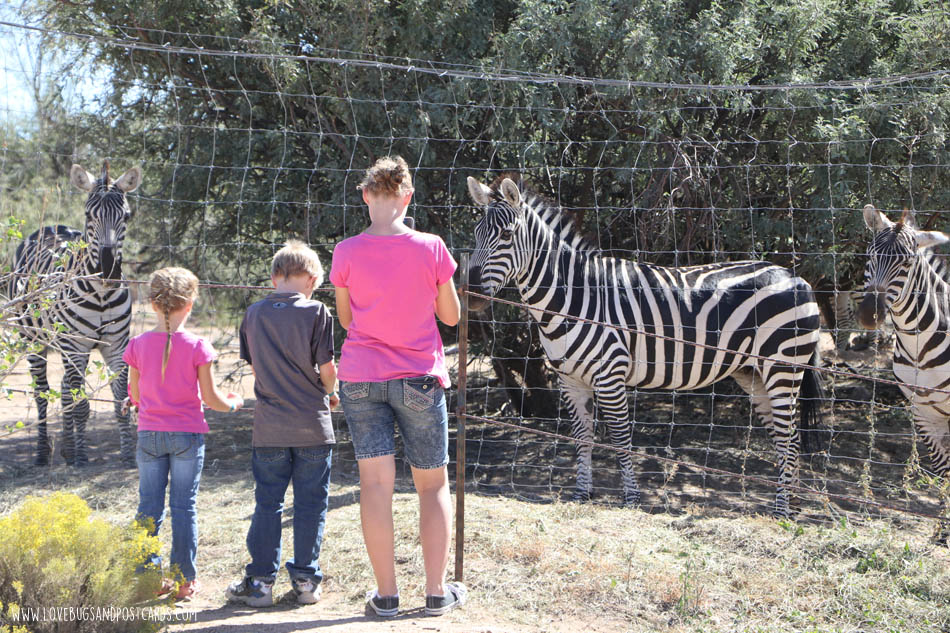 Out Of Africa Wildlife Park