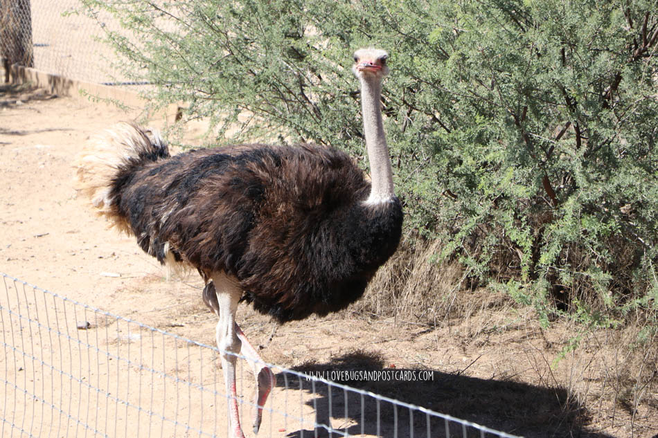 Out Of Africa Wildlife Park