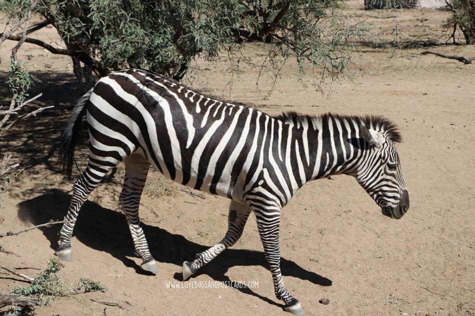 Out Of Africa Wildlife Park