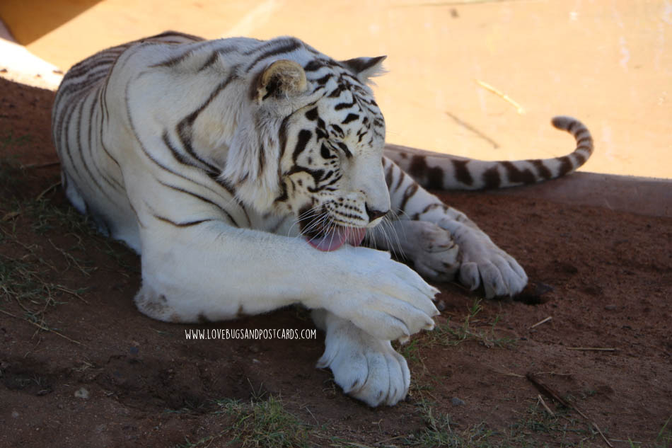 Out Of Africa Wildlife Park