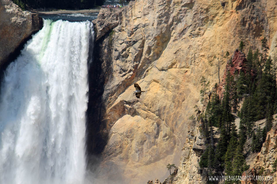 Grand Canyon of the Yellowstone - Yellowstone National Park