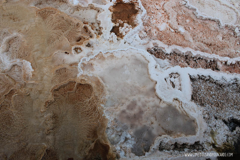 Mammoth Hot Springs Yellowstone National Park