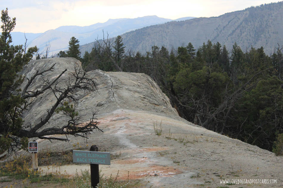 Mammoth Hot Springs Yellowstone National Park