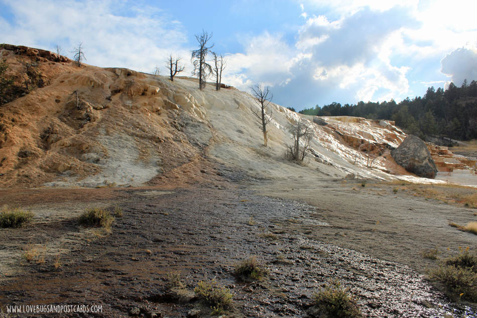 Mammoth Hot Springs Yellowstone National Park