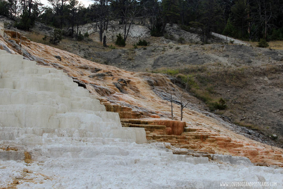 Mammoth Hot Springs Yellowstone National Park