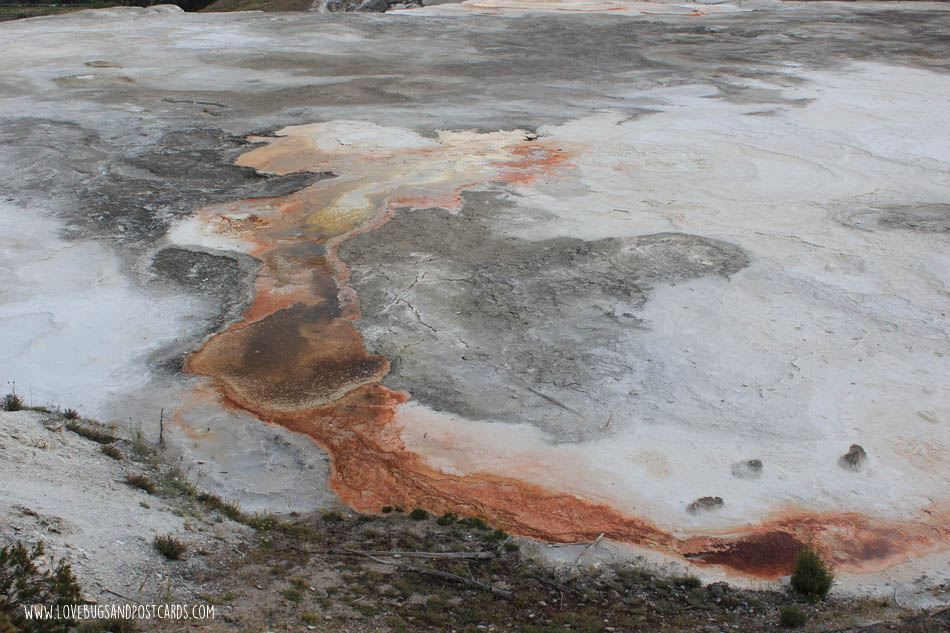 Mammoth Hot Springs Yellowstone National Park