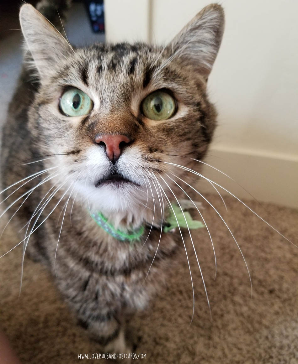 How I help cats just like mine, every time I buy Cat’s Pride® Fresh & Light® litter