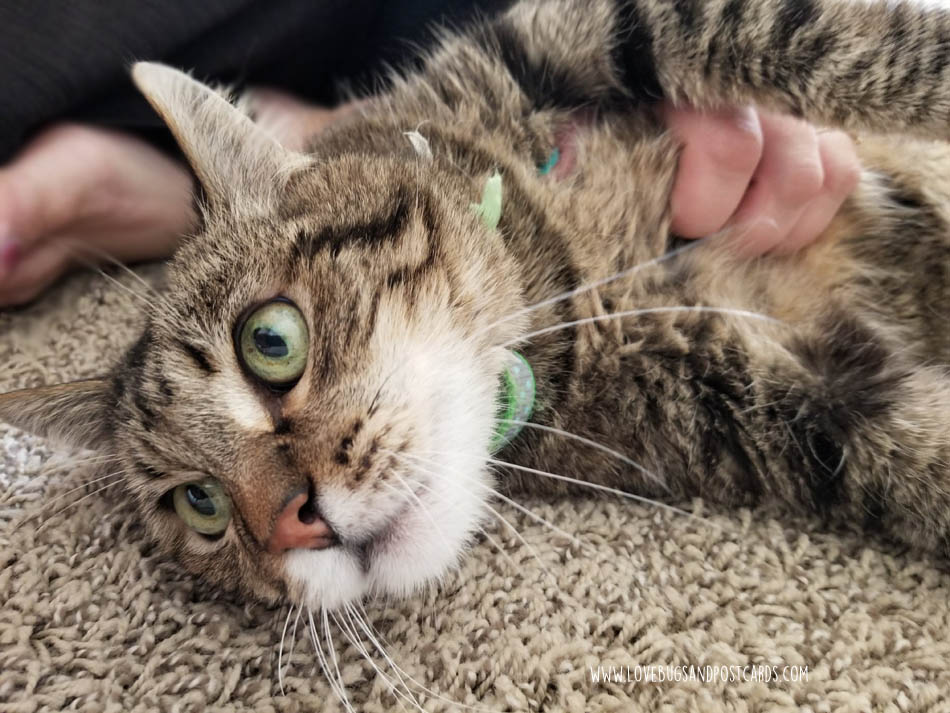 How I help cats just like mine, every time I buy Cat’s Pride® Fresh & Light® litter