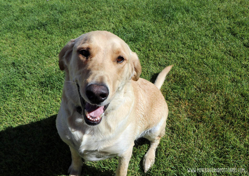 Ways to show your dog extra love with Rufus and Coco