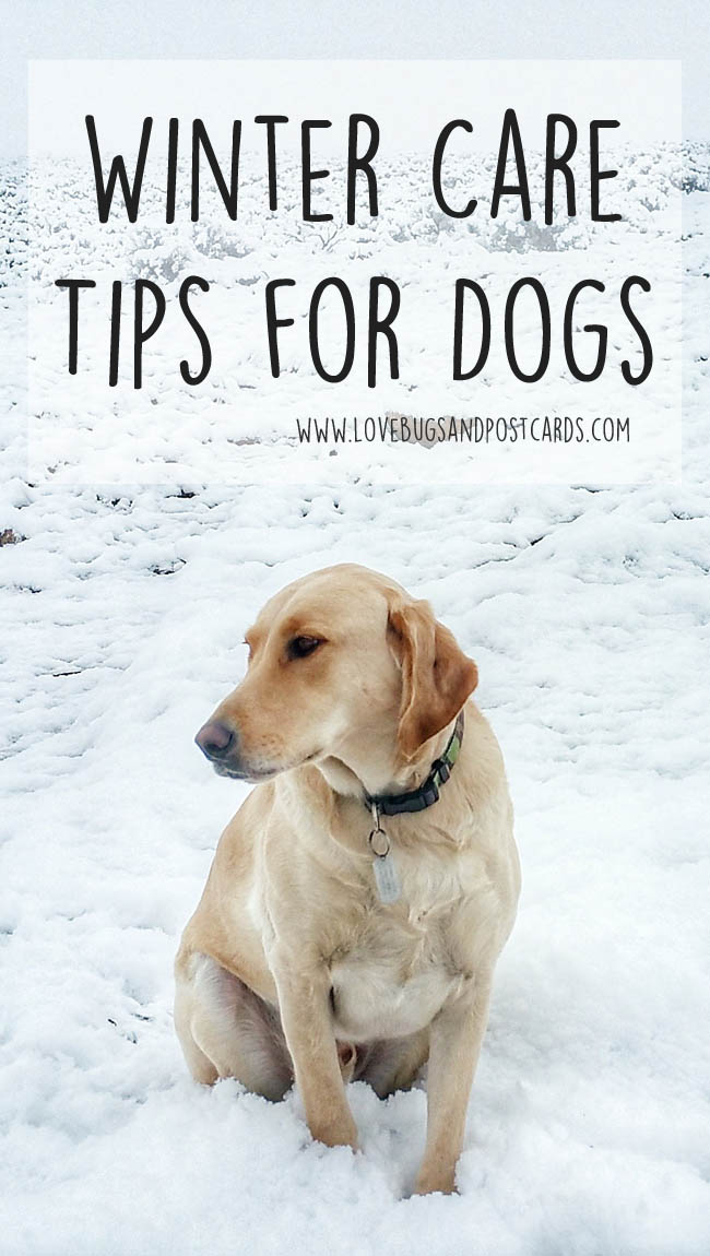 Dog Booties and Winter Care Tips