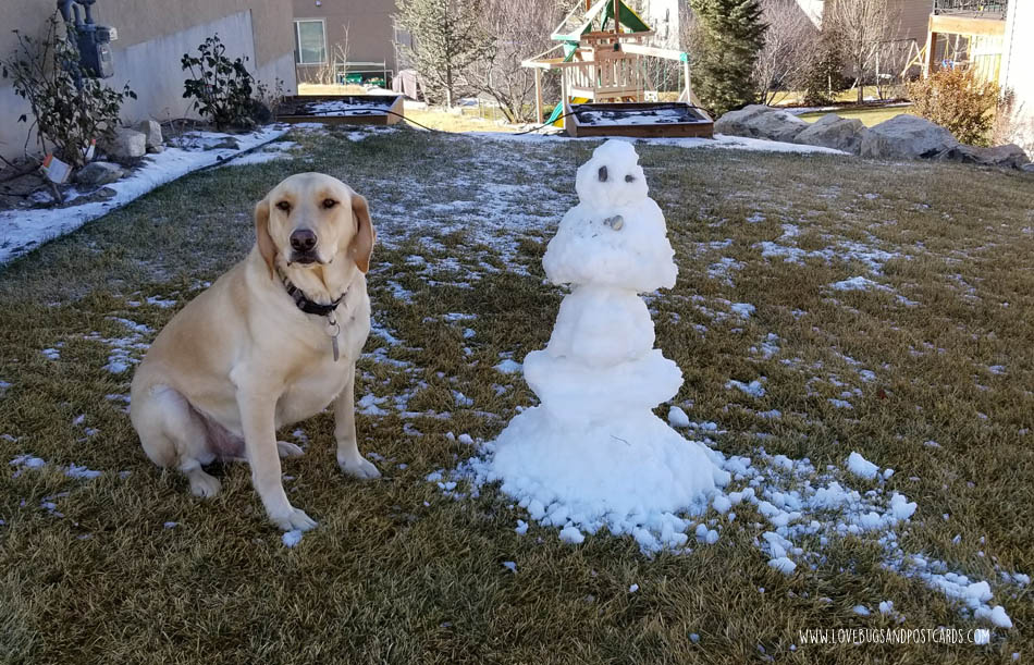 Dog Booties and Winter Care Tips