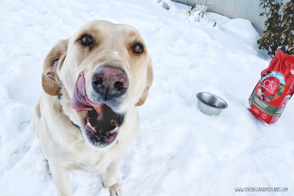 Purina ONE 28-Day Challenge with Jake