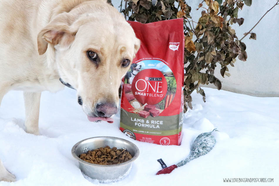 Purina ONE 28-Day Challenge with Jake