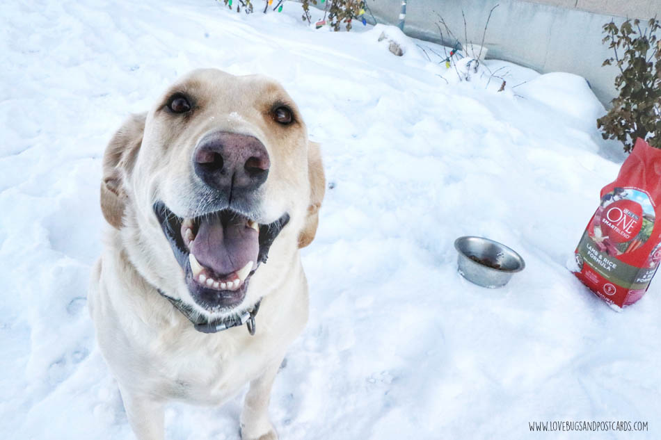 Purina ONE 28-Day Challenge with Jake