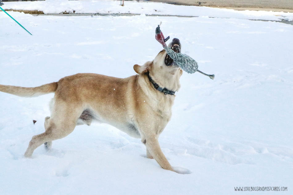 Purina ONE 28-Day Challenge with Jake