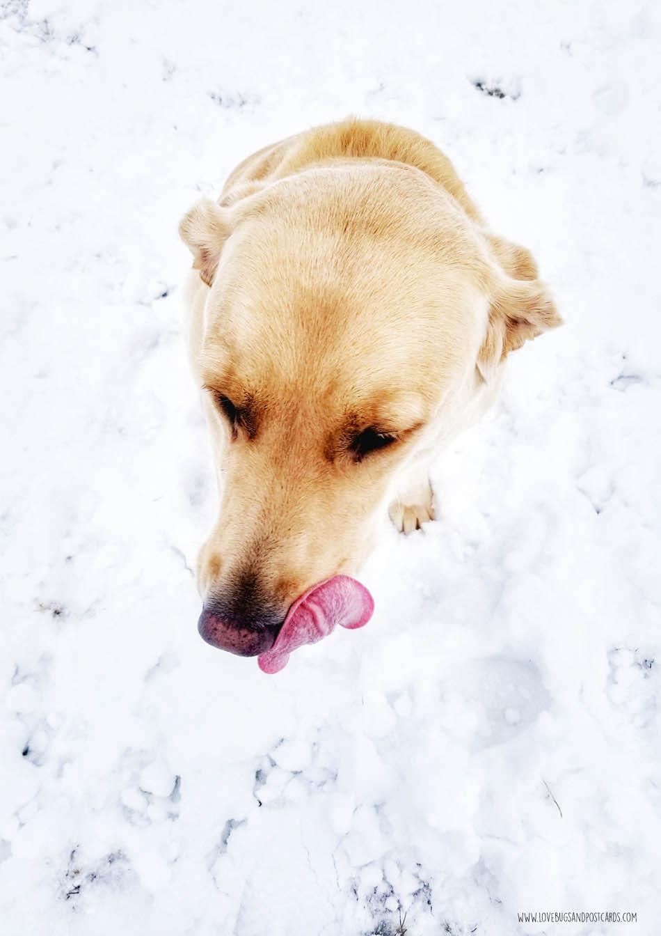 Purina ONE 28-Day Challenge with Jake