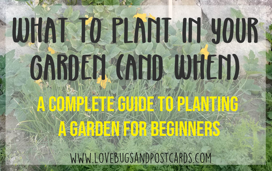 What to Plant in your garden (and when)