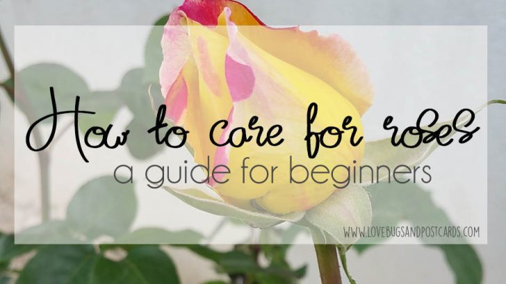 How to care for roses - a guide for beginners